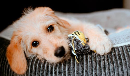 adoptar perros galicia adoptar perros galicia