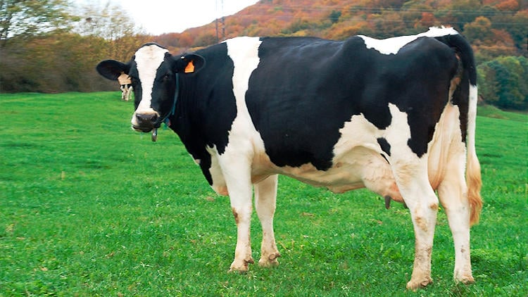 Vacas frisonas en Galicia