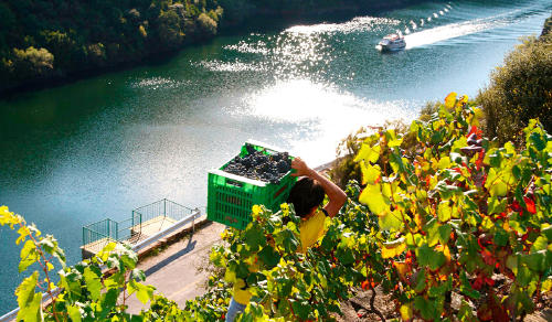 feria vino sober feria vino sober