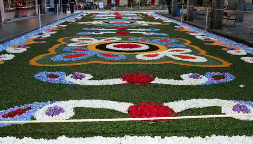alfombras flores de ponteareas Imagen de una alfombra floral en Ponteareas