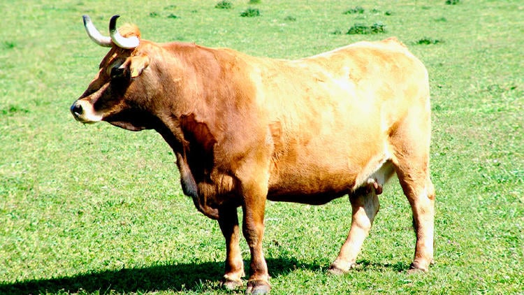 vacas galicia vianesa Vaca vianesa