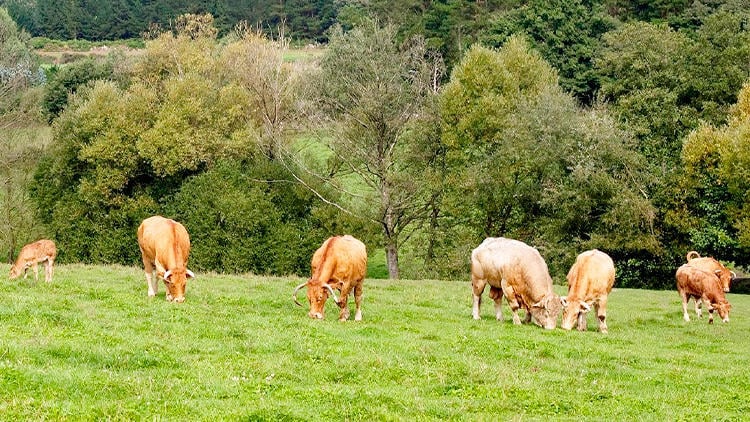 Vacas gallegas
