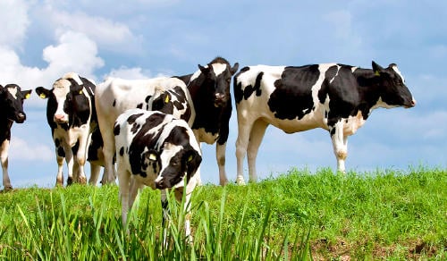 Vacas en Galicia