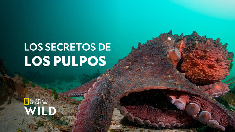 Los secretos de los pulpos en Nat Geo Wild