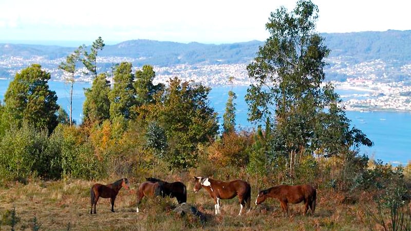 rutas vigo senda panoramica