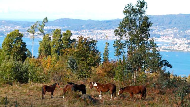 rutas vigo senda panoramica rutas vigo senda panoramica