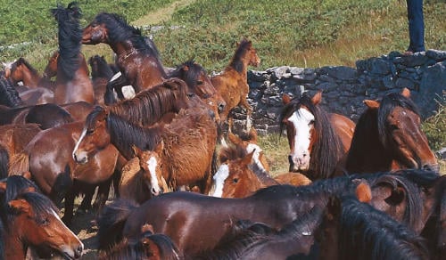 rapa das bestas Rapa das bestas 2023, Sabucedo revive su ancestral celebración