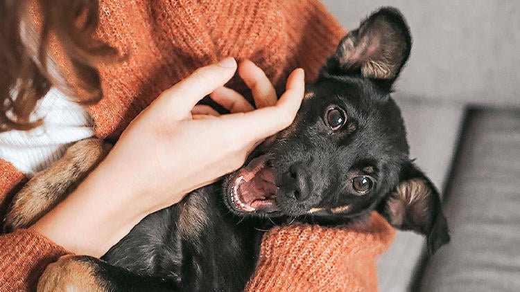 adoptar perros galicia cuidados