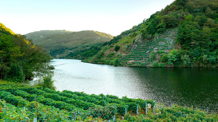 ribeira sacra rio mino Ribeira Sacra Río Miño
