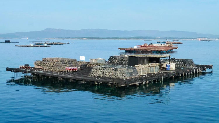 Excursión en barco por la ría de Arousa