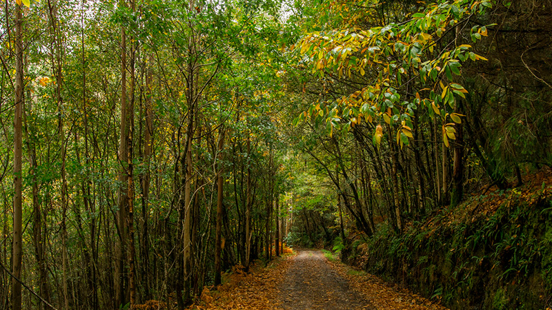 rutas fragas eume corzos