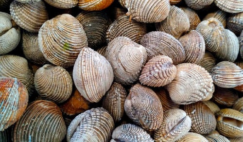 moelo bivalvo Moelo bivalvo Rías Gallegas