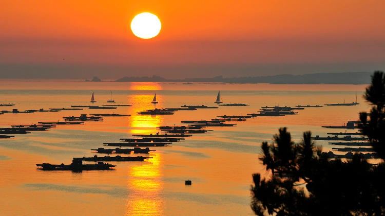 Bbarco de los mejillones en Galicia