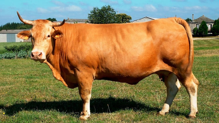 Vacas rubias en Galicia