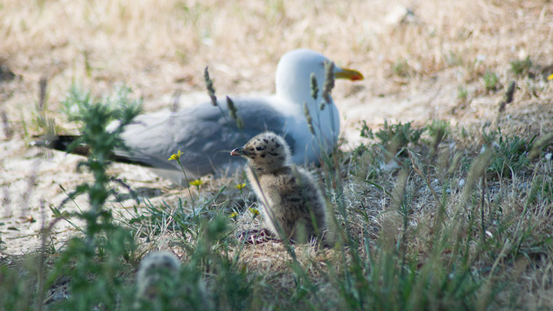 islas cies que hacer fauna
