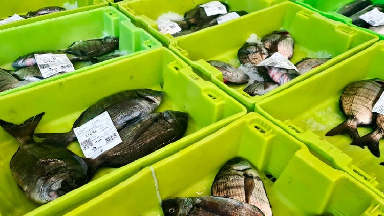 lonjas galicia pescado