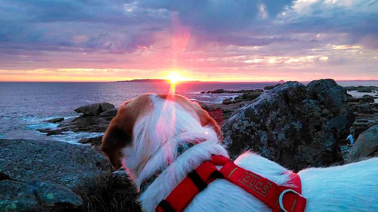 playas perros galicia corveira barreiros playas perros galicia corveira barreiros
