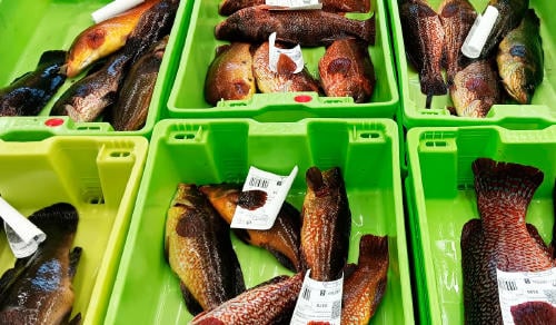 Lonjas de pescado de Galicia: las más conocidas y cómo visitarlas