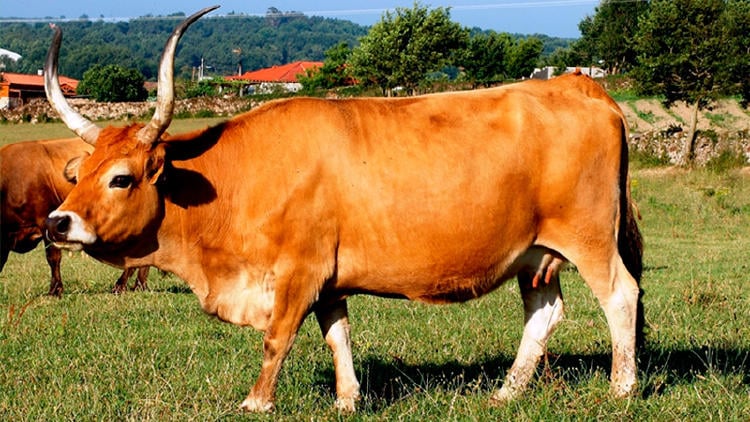 Vacas autóctonas de Galicia Cachena
