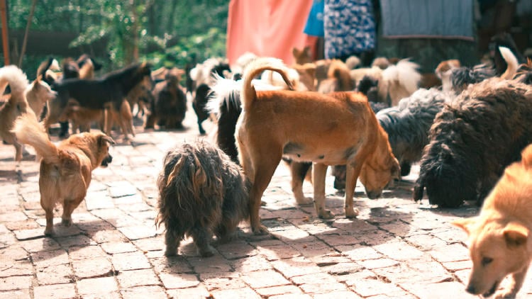adoptar perros centros adoptar perros galicia