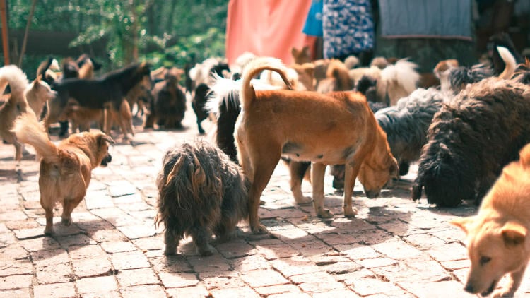 adoptar perros galicia