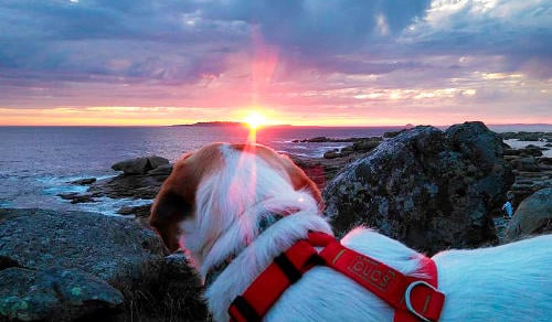 playas perros galicia playas perros galicia