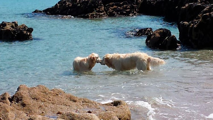 playas perros galicia castelete arousa