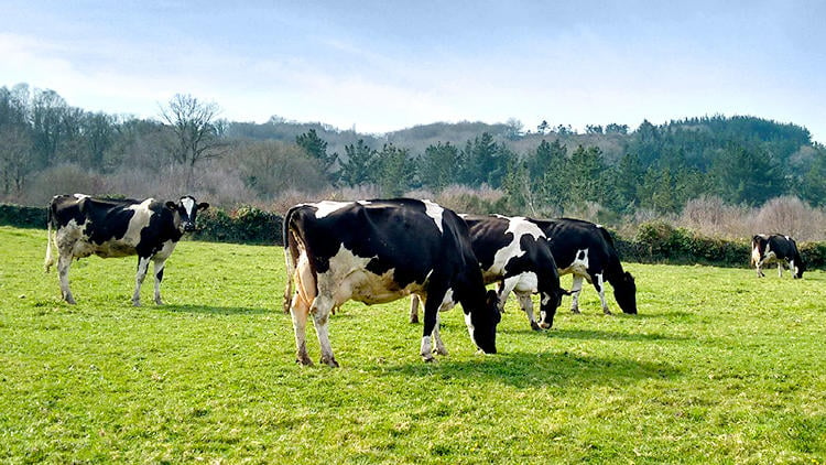 Vacas en Galicia